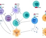 Finding new immunotherapy targets - Immune system agonists